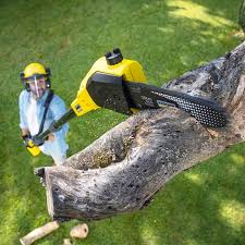 Best Root Management and Removal  in Woodville, WI
