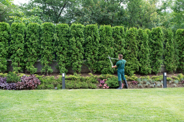 Professional Tree Removal in Woodville, WI